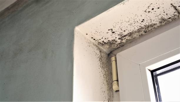 Best Mold Prevention Services  in Alva, FL
