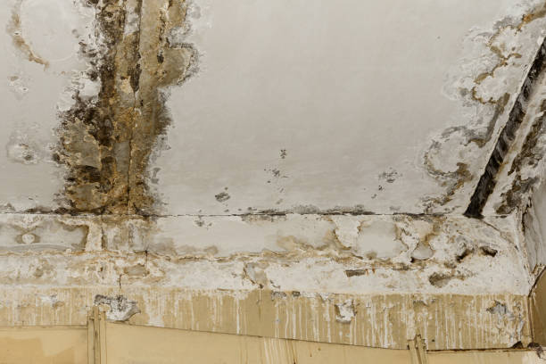 Best Mold Remediation for Healthcare Facilities  in Alva, FL