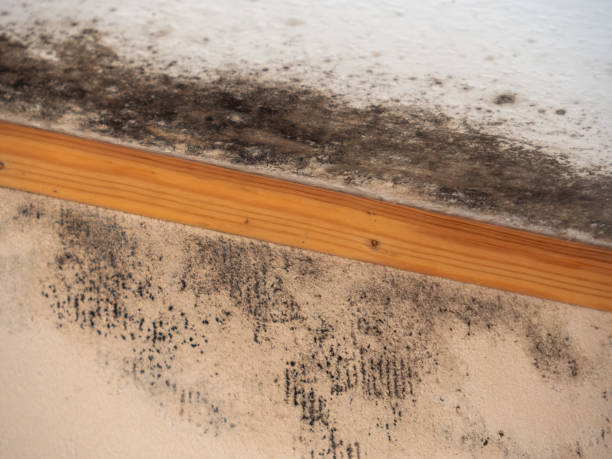 Best Environmental Consulting for Mold Prevention  in Alva, FL