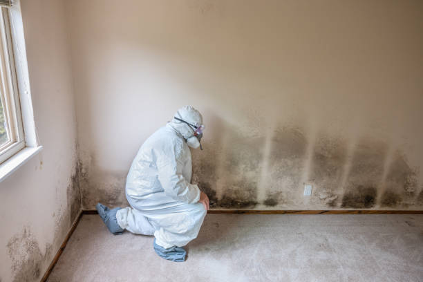 Best Black Mold Removal  in Alva, FL