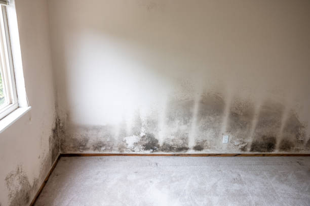 Best HVAC Mold Inspection and Cleaning  in Alva, FL
