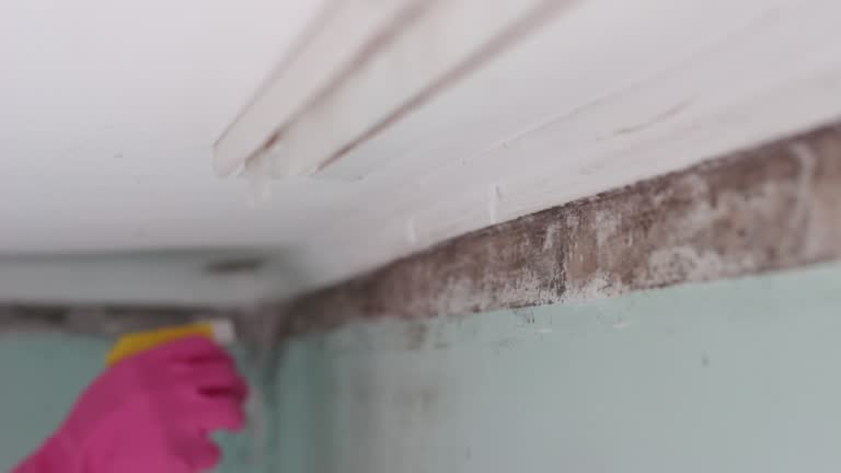Best Commercial Mold Inspection  in Alva, FL